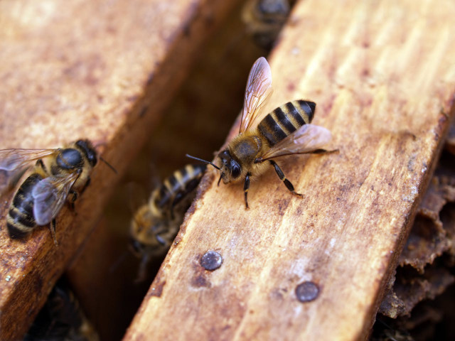 abeille-2-ao-t-3302