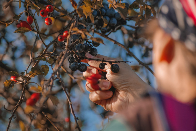 berries-5679562-1280-2820-3218-3219