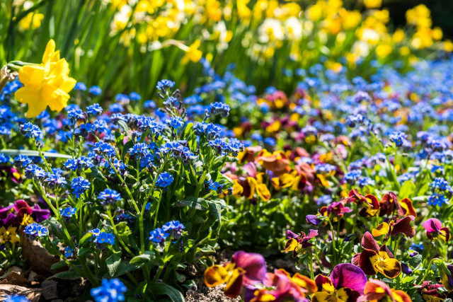 fleurs-saison-14-juin-3221
